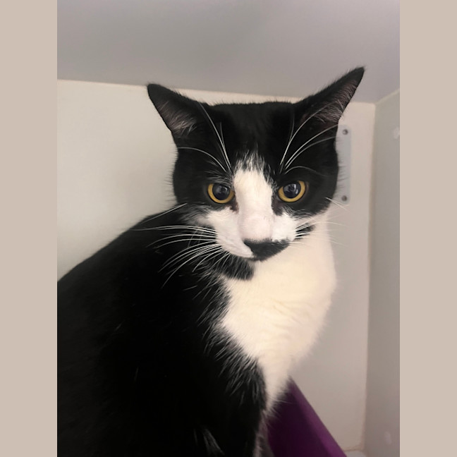 Photo of Pickles