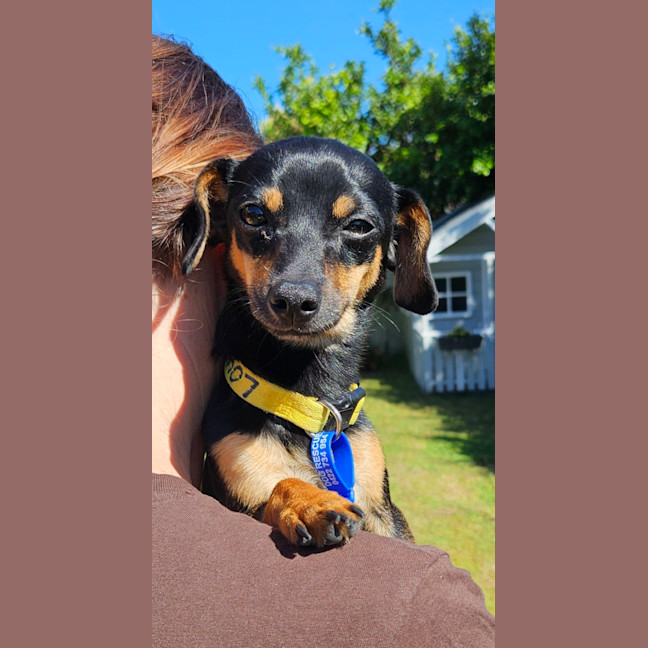 Photo of Louie  9 Month Old Chihuahua X Dachshund 