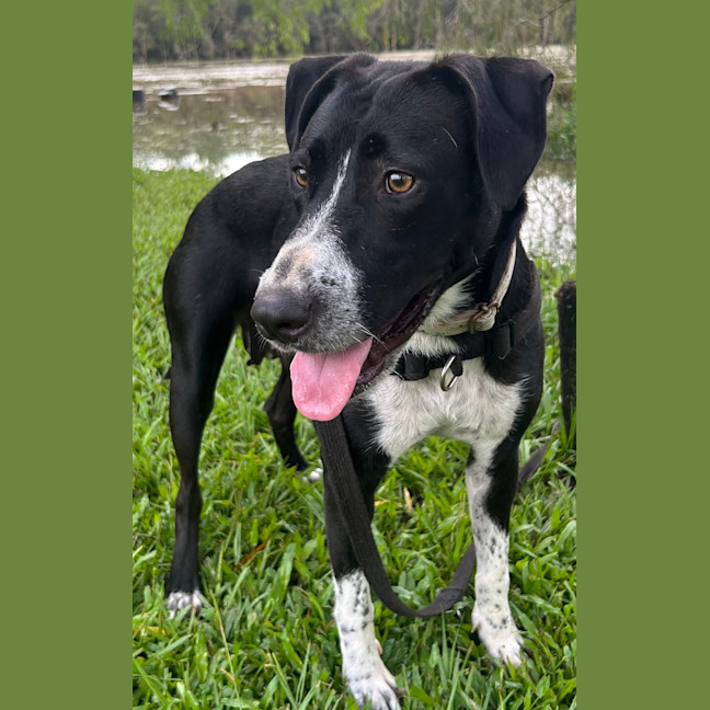 Photo of Oreo