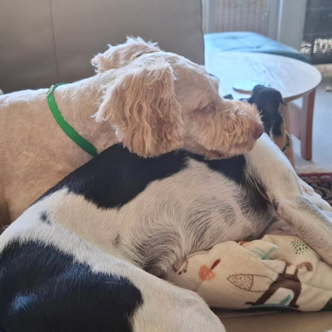 Photo of Bailey 🩵