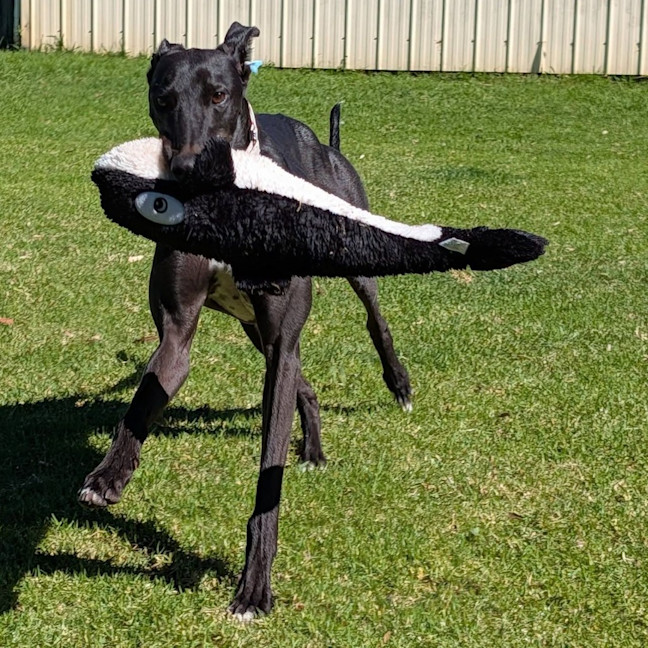 Photo of Kino The Greyhound
