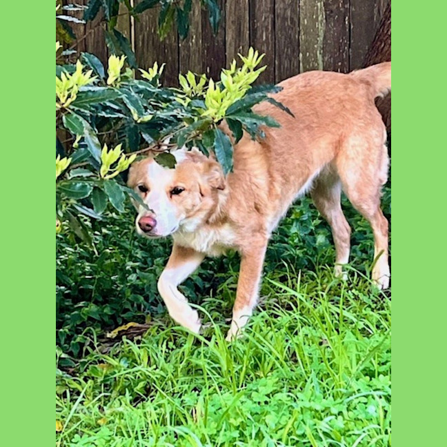 Photo of Chloe   5 Year Old Border Collie