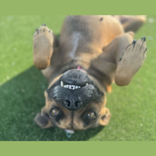 Photo of Frog Imp 1643