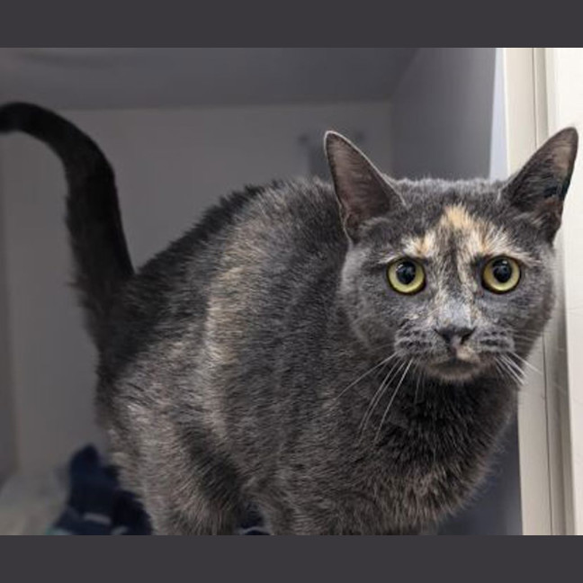 Photo of Sapphire