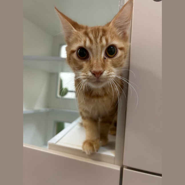Photo of Ginger