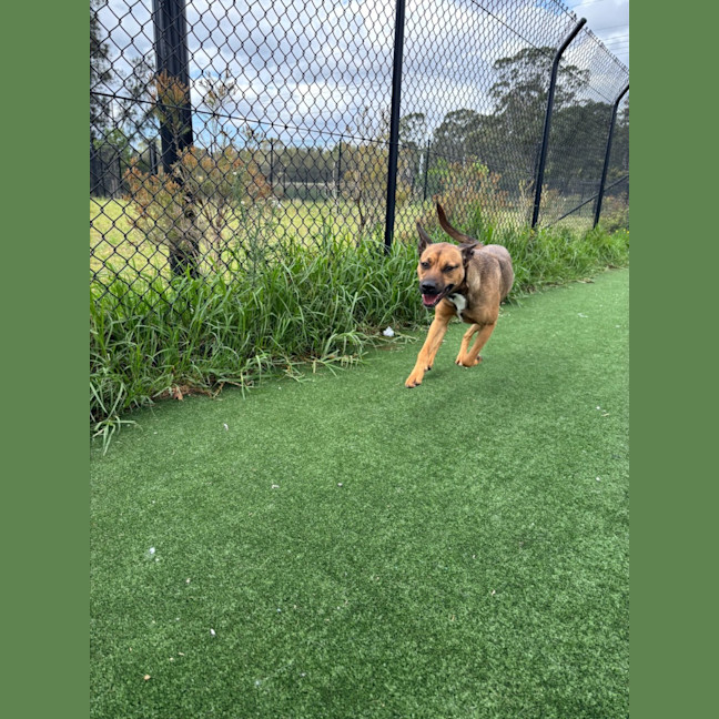 Photo of Brownie Imp 2126