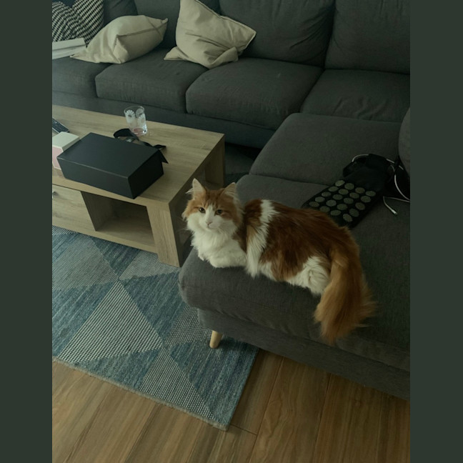 Photo of Nemo