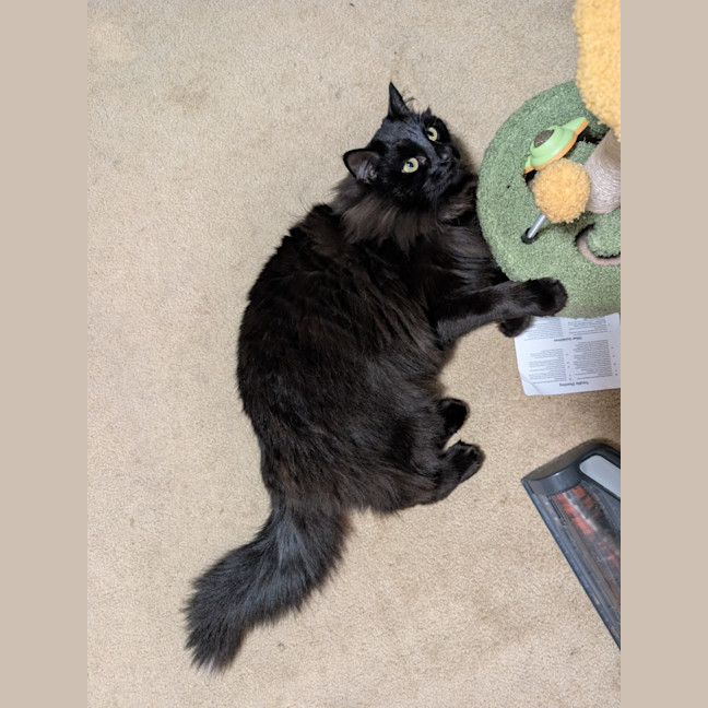 Photo of Rollie
