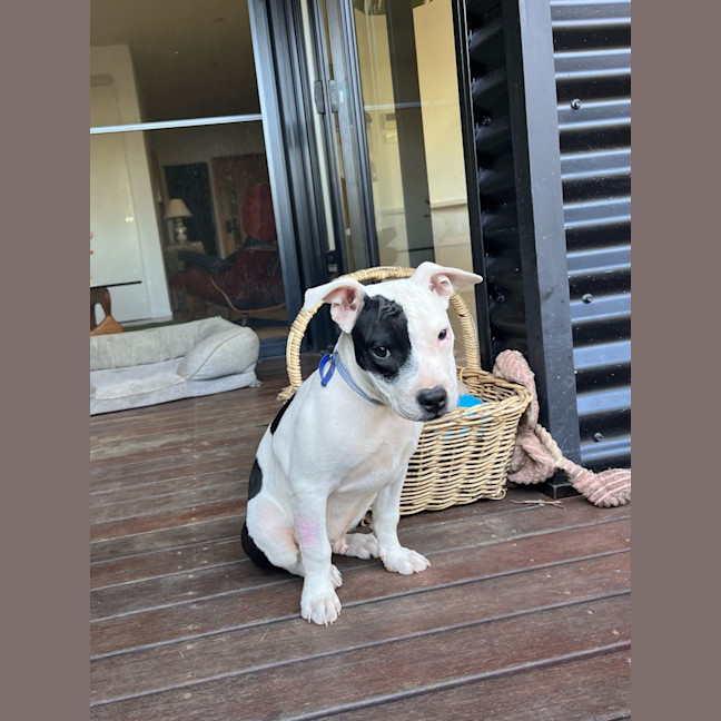 Photo of Boris   16 Week Old Staffy X