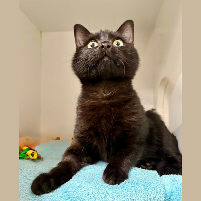 Photo of Heathcliff
