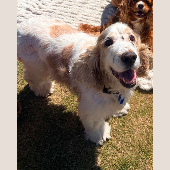 Photo of Rufus