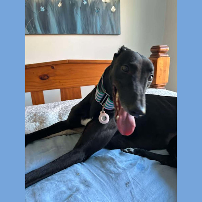 Photo of Chelsea, The Greyhound