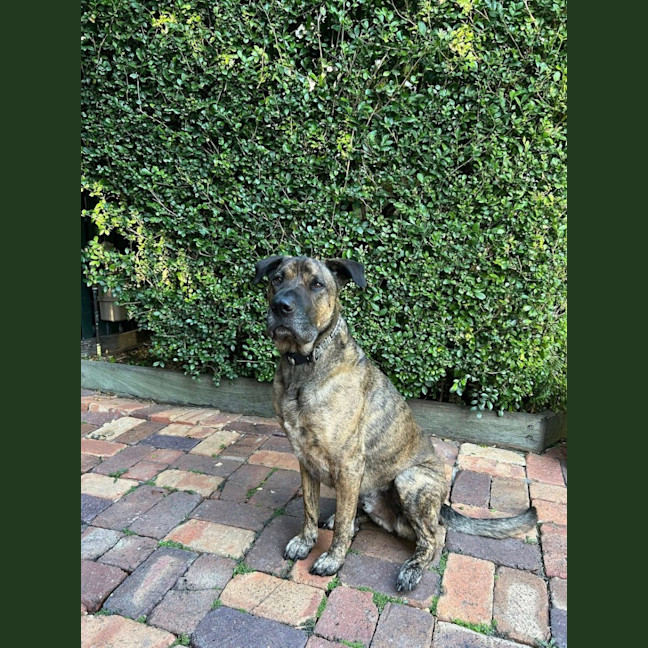 Photo of Toro *$250 Adoption Fee*