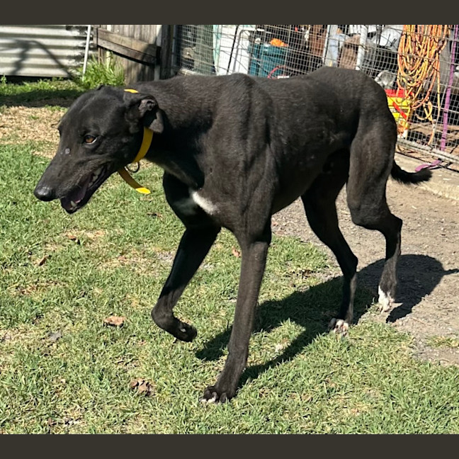 Photo of Skip