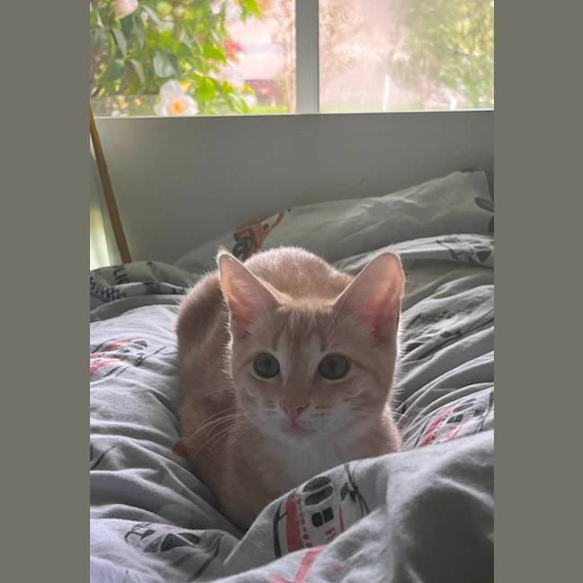 Photo of Scotch