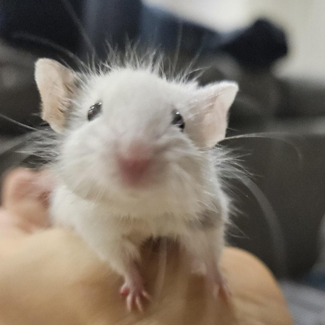 Photo of Mr. Mouse