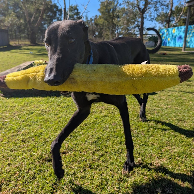 Photo of Crosby The Greyhound