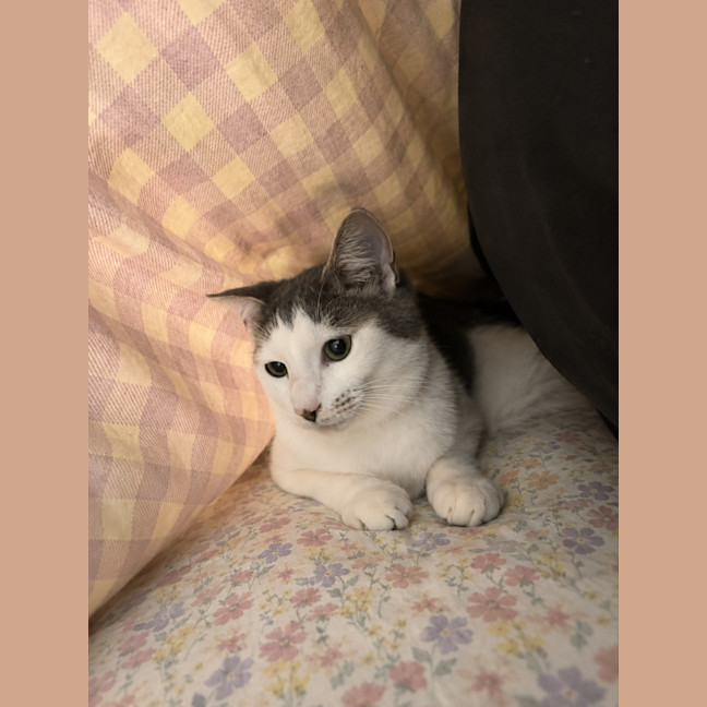 Photo of Annie