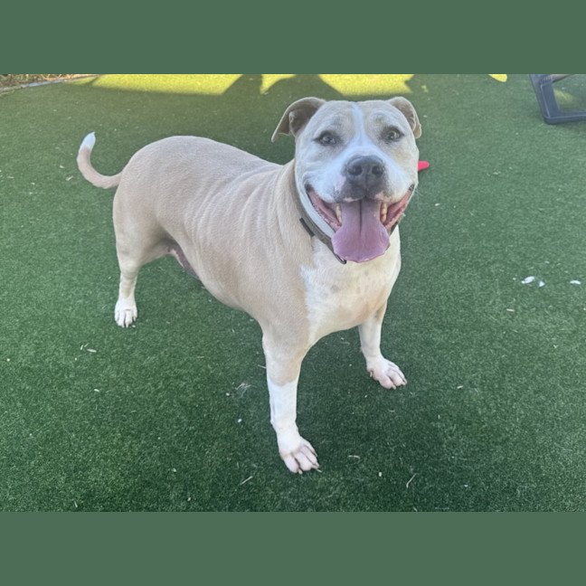 Photo of Spud Imp 1305