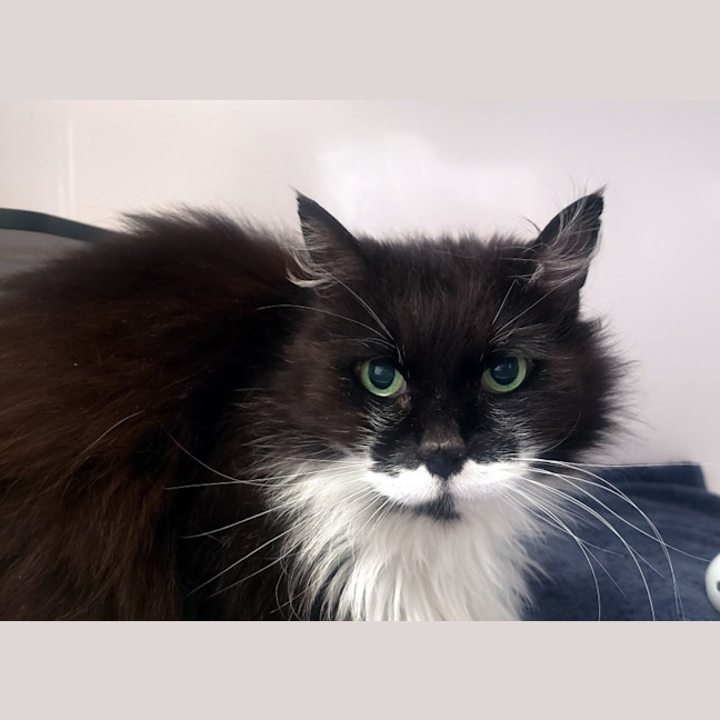 Photo of Link Sua013493