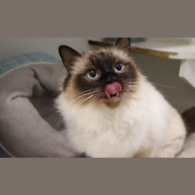 Photo of Layla