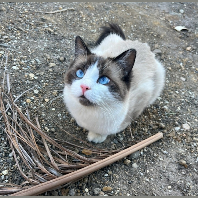 Photo of Bobo 