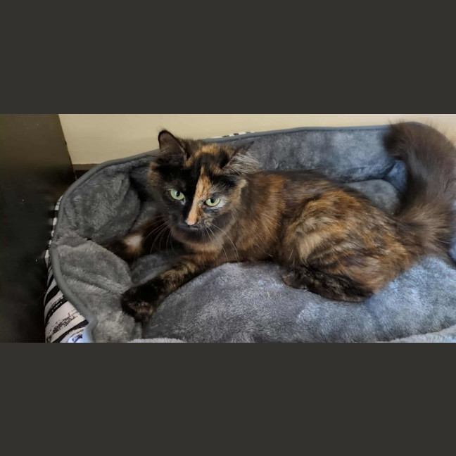 Photo of Daisy