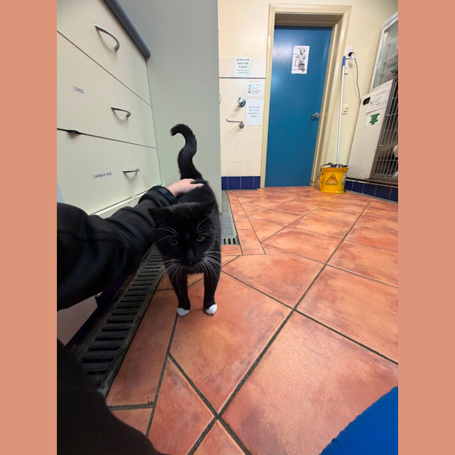 Photo of Socks