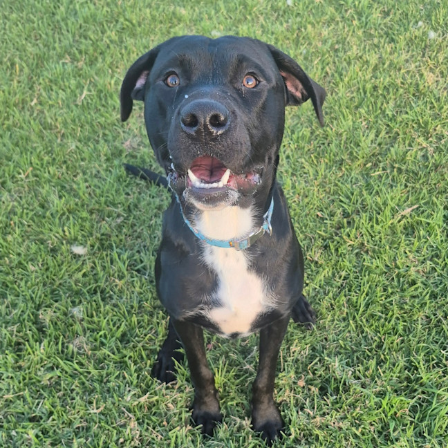 Photo of Oreo