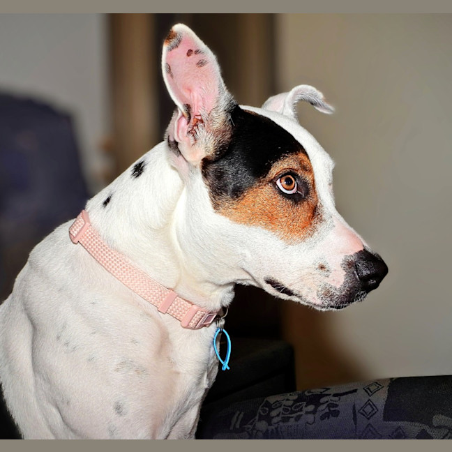 Photo of Lola (Was Honey)