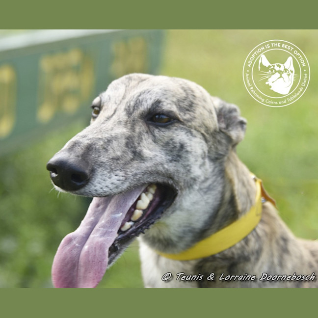 Photo of Tiger Racing Name Nyngan Tiger