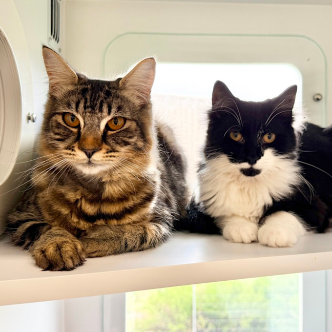 Photo of Bonnie & Clyde