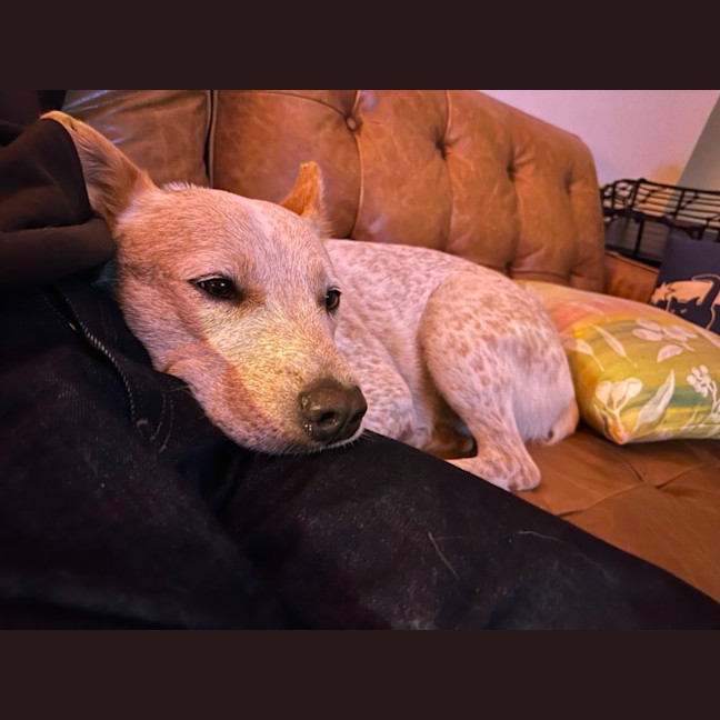 Photo of Jester   3yo Cattle Dog X 