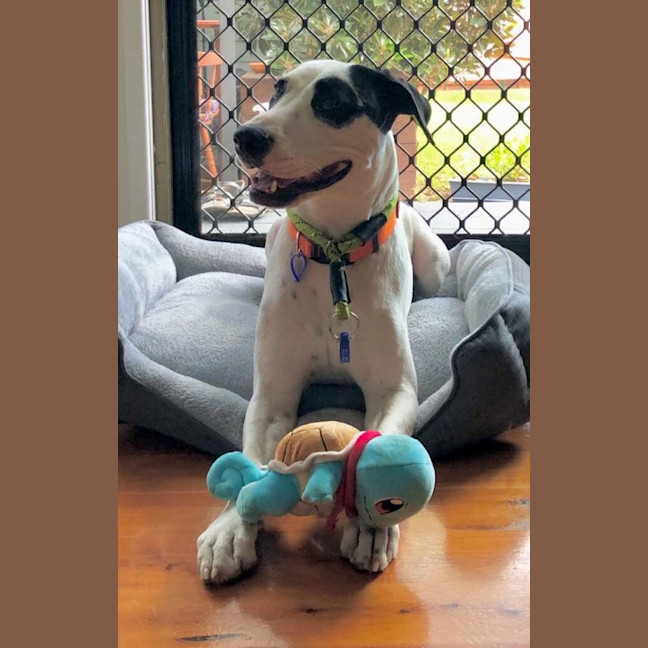 Photo of Roger   2 Year Old Bull Arab X