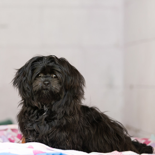 Photo of Mishka 