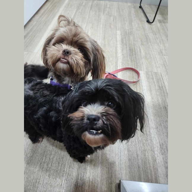 Photo of Nala And Ruby 