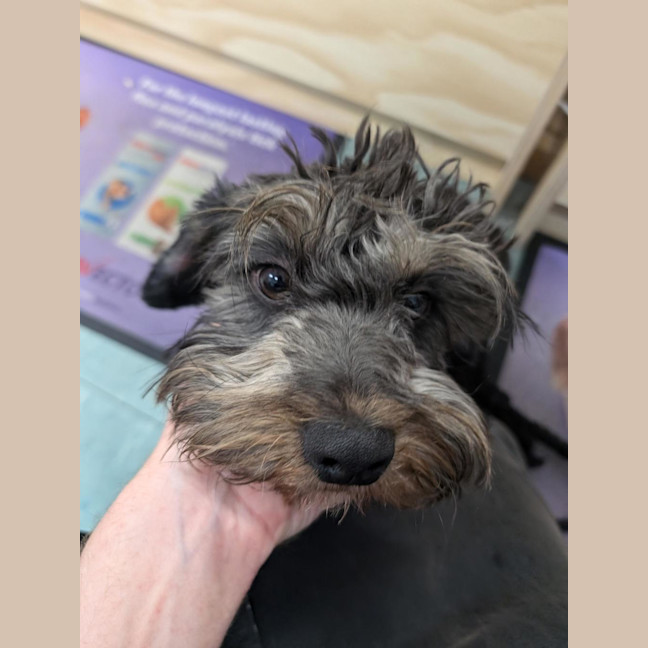 Photo of Oreo