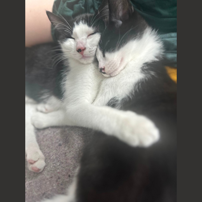 Photo of Domino And Ludo 