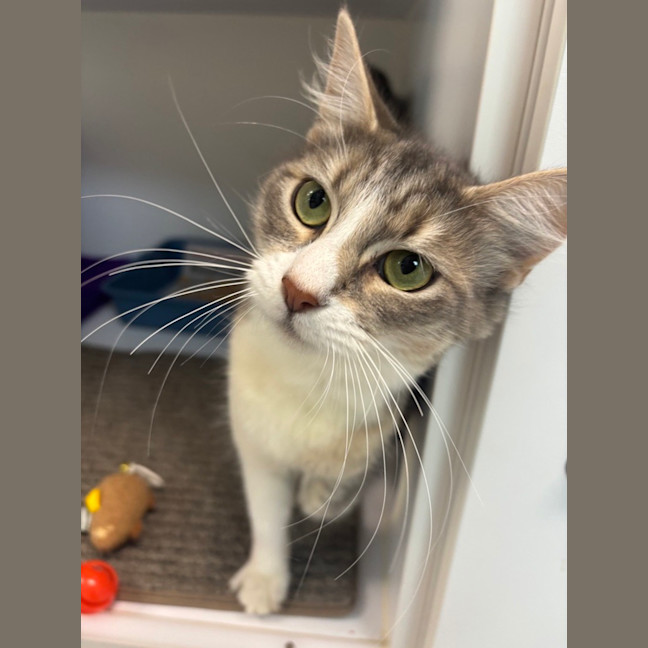 Photo of Pippa