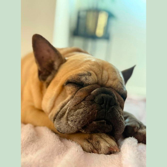 Photo of Rubble *$350 Adoption Fee*