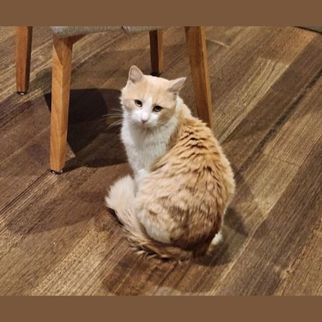 Photo of Churro