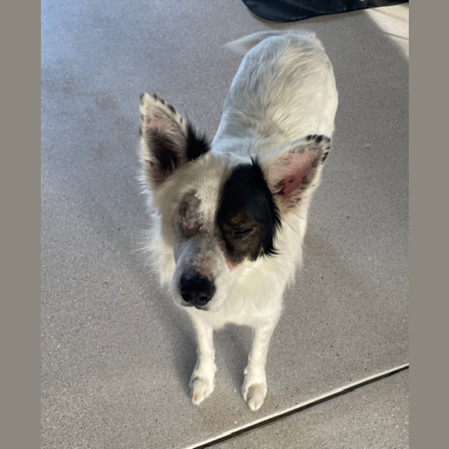Photo of Phantom *$350 Adoption Fee* 