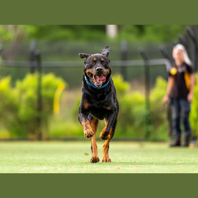 Photo of Zeus Imp 221