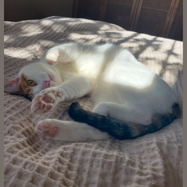 Photo of Daisy