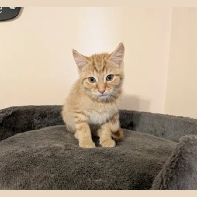 Photo of Squeak