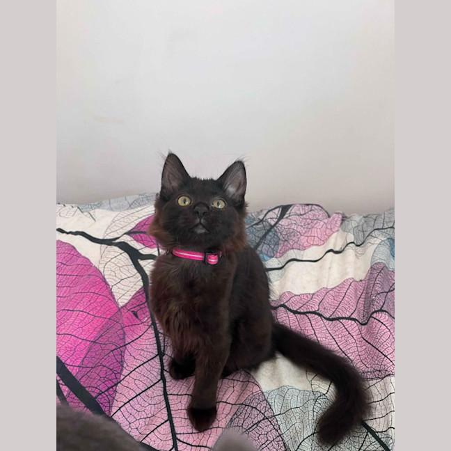 Photo of Lychee