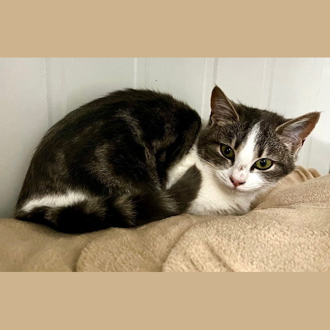 Photo of Tulip