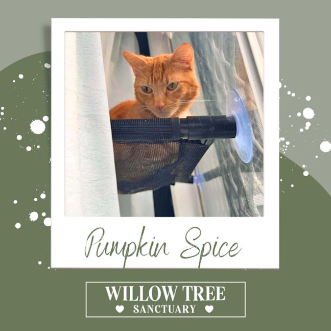 Photo of Pumpkin Spice