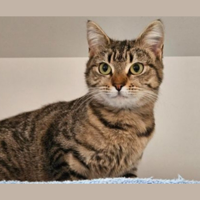Photo of Maple