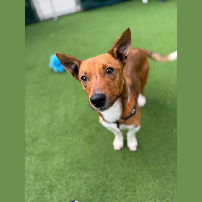 Photo of Scout (Was Mr Fox With The Socks)